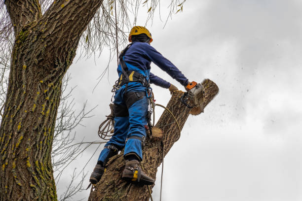 Best Firewood Processing and Delivery  in Delft Colony, CA