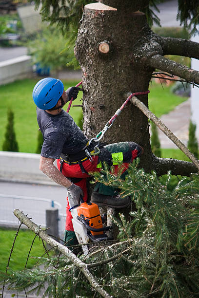 How Our Tree Care Process Works  in  Delft Colony, CA